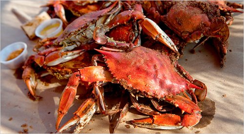 Crab season in Maryland begins in April, the prizes being crabs that survived the previous summer and spent the winter marinating in the Chesapeake.